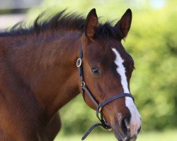 dressage horse Great Aviator JB (Oldenburg, 2020, from Grey Flanell)