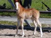 Zuchtstute Gentle Dreamy (Deutsches Reitpony, 2020, von Golden Clooney)