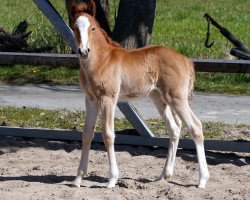 broodmare Gentle Dreamy (German Riding Pony, 2020, from Golden Clooney)