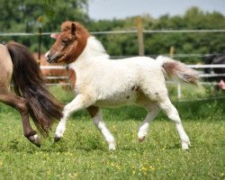 Zuchtstute Freakys Ida (Deutsches Classic Pony, 2018, von Valentin von der Ostsee)