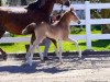 dressage horse Alvin Star (German Riding Pony, 2020, from A new Star)