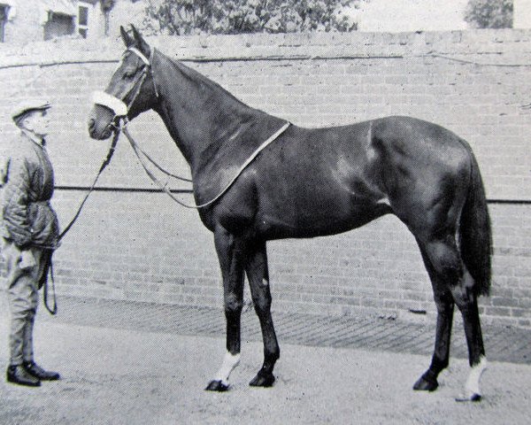 stallion Super Sam II xx (Thoroughbred, 1962, from Above Suspicion xx)
