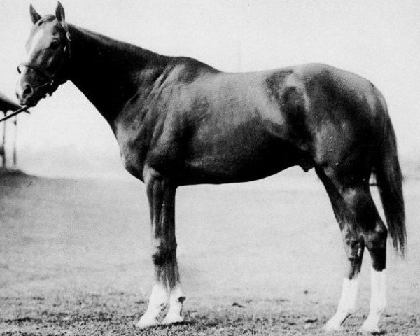 stallion Palestinian xx (Thoroughbred, 1946, from Sun Again xx)