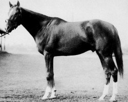 stallion Palestinian xx (Thoroughbred, 1946, from Sun Again xx)