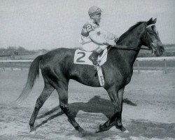 stallion Promised Land xx (Thoroughbred, 1954, from Palestinian xx)