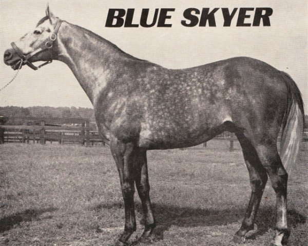 Deckhengst Blue Skyer xx (Englisches Vollblut, 1963, von Promised Land xx)