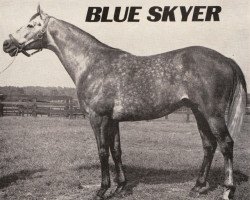 Deckhengst Blue Skyer xx (Englisches Vollblut, 1963, von Promised Land xx)