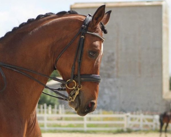 dressage horse Festina 31 (Hanoverian, 2008, from Fidertanz)