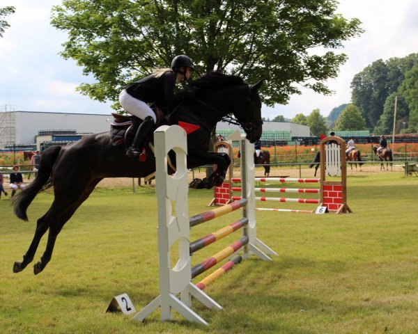jumper Salina (Luxembourg horse, 2015, from Sandro Boy)
