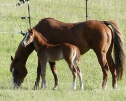 horse Genuine Staint Pepe (Quarter Horse, 2020)