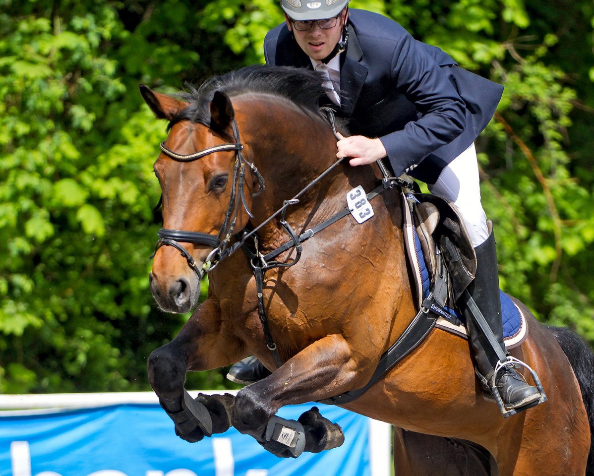 broodmare Lacordiva (Westphalian, 2007, from Lacordos)
