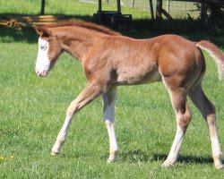 horse GI Yankee Shiner (Quarter Horse, 2020)