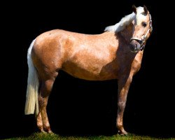 horse PRE Stute (Pura Raza Espanola (PRE), 2015)