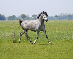 Zuchtstute SK Khadija (Vollblutaraber, 2013, von MK Diabolo ox)