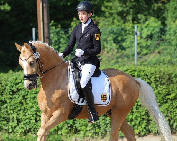 dressage horse Day of Future 2 (German Riding Pony, 2007, from FS Don't Worry)