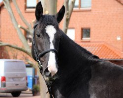 broodmare Greta S (Hanoverian, 2014, from Graf Top)