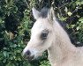 dressage horse Urienne Clair de Lune (German Riding Pony, 2018, from Caramel FH WE)