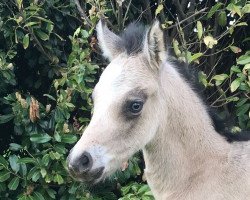 Dressurpferd Urienne Clair de Lune (Deutsches Reitpony, 2018, von Caramel FH WE)