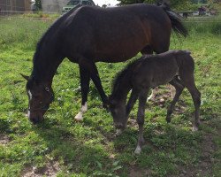 broodmare Eulisina R (KWPN (Royal Dutch Sporthorse), 2009, from V.Alba R)