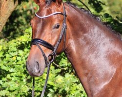 dressage horse Dominus 66 (Hanoverian, 2016, from Dante Weltino Old)