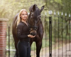 dressage horse Fiderico (Rhinelander, 2011, from Fidertanz)