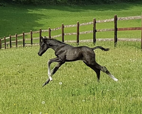 dressage horse Sambalita (Westphalian, 2020, from San Amour I)