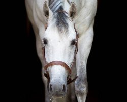 horse Albaros (Oldenburg, 2010, from Atlas Bavaria)