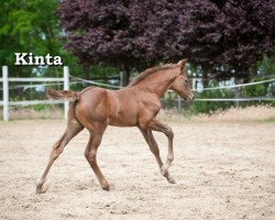 Springpferd Kinta (Ungarisches Warmblut, 2020, von Forino)