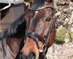 dressage horse Naomi (Hanoverian, 1998, from Natiello xx)