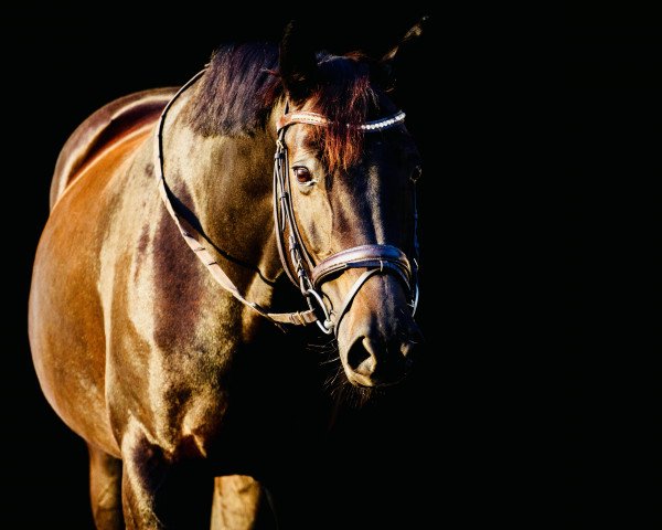 dressage horse Ruby Catchuby (Hanoverian, 2009, from Rubinero 2)