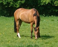 broodmare Luna 1798 (Westphalian, 2008, from Stalypso)