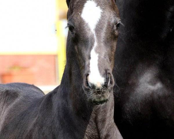 jumper Vitus S (Hanoverian, 2020, from Viscount 22)