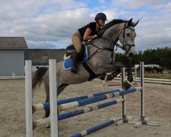 jumper Coleman 7 (German Sport Horse, 2013, from Cornet Session)