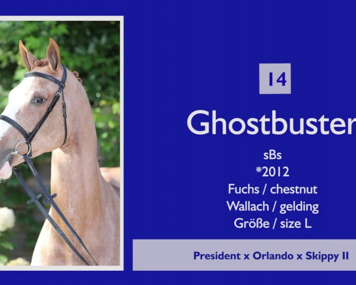 jumper Ghost De Reville (Belgium Sporthorse, 2012, from President)