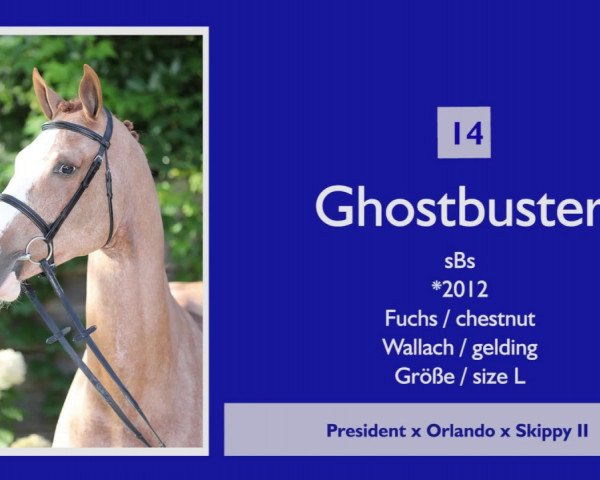 Springpferd Ghost De Reville (Belgium Sporthorse, 2012, von President)