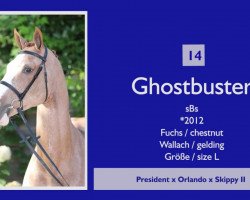 jumper Ghost De Reville (Belgium Sporthorse, 2012, from President)