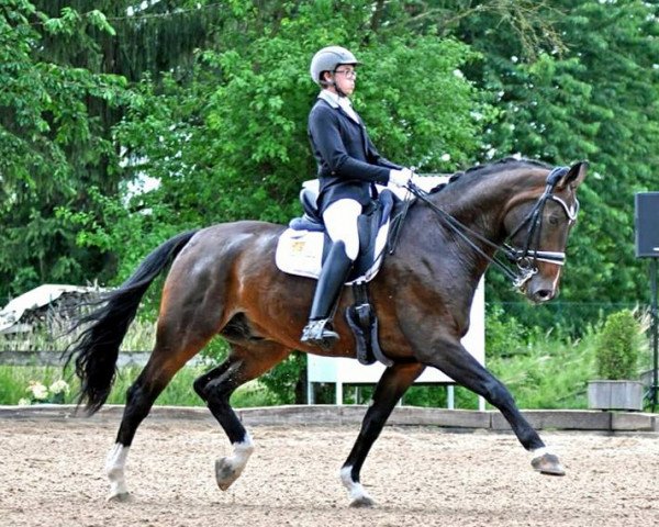 dressage horse Franklyn (Oldenburg, 2006, from Farewell III)