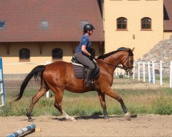 horse Allroung easy lovely gelding (Anglo-Arabs, 2016)