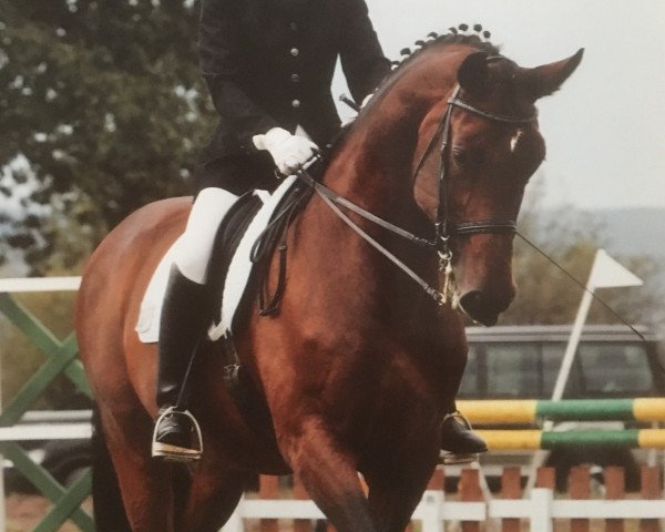 horse Roosvelt (Hessian Warmblood, 1996, from Rubin Star N)