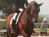 Pferd Roosvelt (Hessisches Warmblut, 1996, von Rubin Star N)