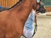 dressage horse CTS Faible (German Riding Pony, 2016, from Don Mour)