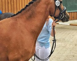 dressage horse CTS Faible (German Riding Pony, 2016, from Don Mour)