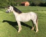 horse Allertal's Jenny (Welsh mountain pony (SEK.A), 2015, from Heuvelrug Hazel)