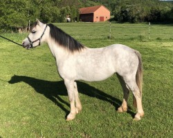 Dressurpferd Allertal's Jenny (Welsh Mountain Pony (Sek.A), 2015, von Heuvelrug Hazel)