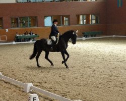 dressage horse Melissa (Hanoverian, 1995, from Mondial)