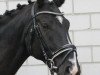 dressage horse Dundee THC (Württemberger, 2013, from Dijon)