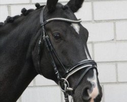 dressage horse Dundee THC (Württemberger, 2013, from Dijon)