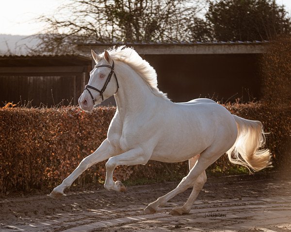 Pferd Saladin (Anglo Europäisches Sportpferd, 2016, von Beryllium MD)