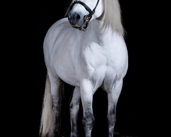 Deckhengst Victoria's Fabian (Welsh Mountain Pony (Sek.A), 2006, von Falco)