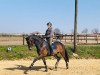 dressage horse Quittenk"nig D (Westphalian, 2012, from Quaterback)